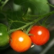 Eco School Cherry Tomatoes