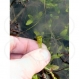 Egg search - Great Crested Newt egg