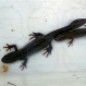 Great Crested Newts caught in a bottle trap