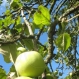 Eco School Apple Trees